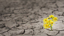 كتاب_النور_والمعنى_ناصيف_نصار_مركز_دراسات_الوحدة_العربية