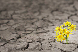 كتاب_النور_والمعنى_ناصيف_نصار_مركز_دراسات_الوحدة_العربية