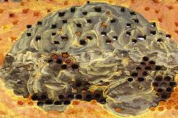 التأريخ_الذاكرة_الجماعية_مركز_دراسات_الوحدة_العربية