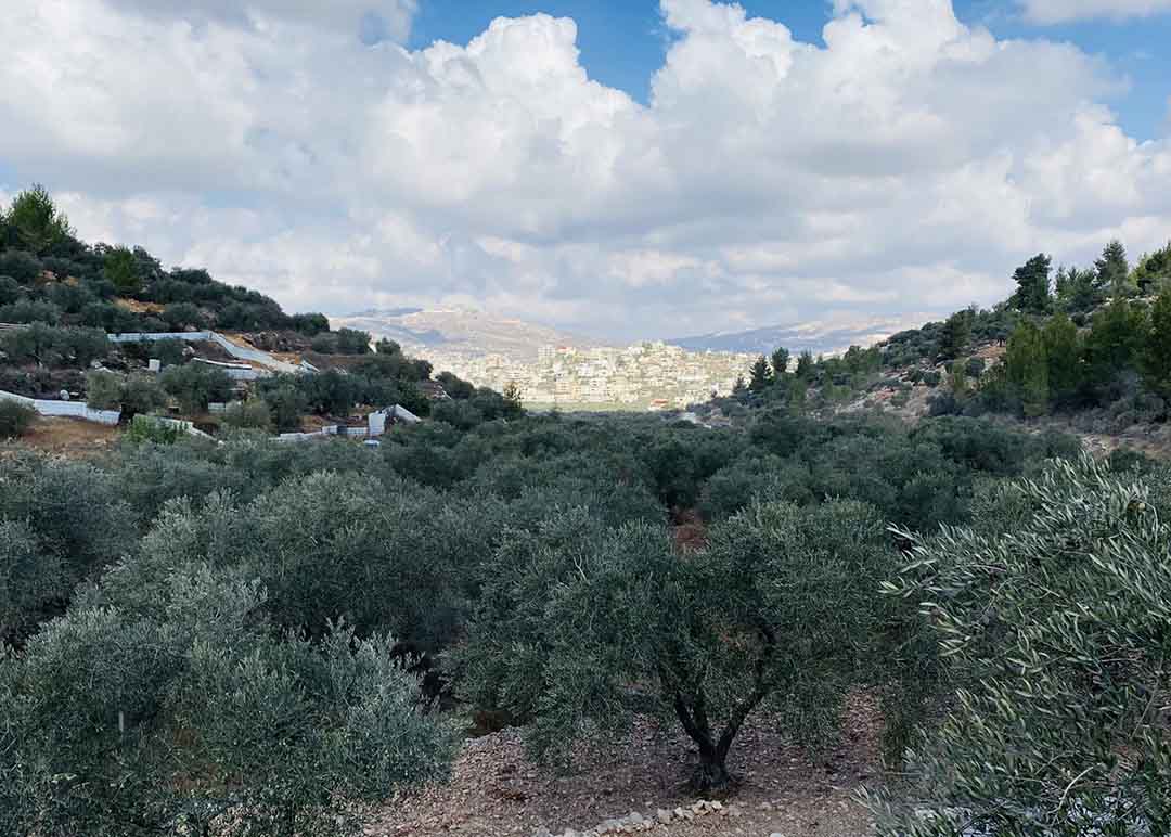 Dear Friends and Colleagues: It is my pleasure to inform you that an article (essay) published recently for me in Arabic, about the Olive Tree i...